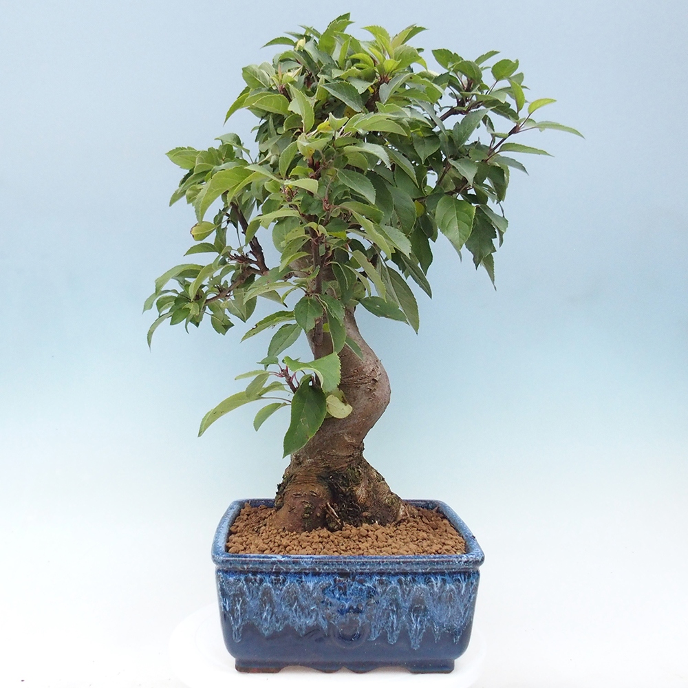Bonsai plenerowe - Malus Halliana - Jabłoń drobnoowocowa