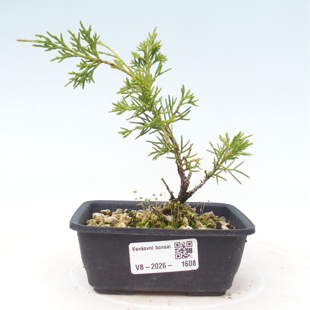 Outdoor bonsai - Juniperus chinensis Itoigawa