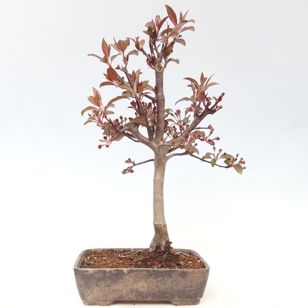 Outdoor bonsai - Malus domestica - Jabłoń czerwonolistna o małych owocach