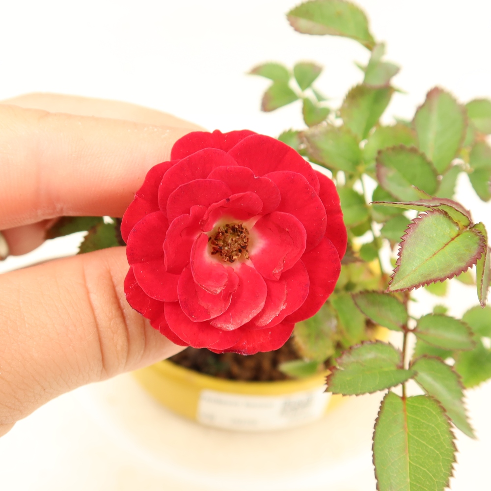 Bonsai ogrodowe – Rosa Kordes – róża