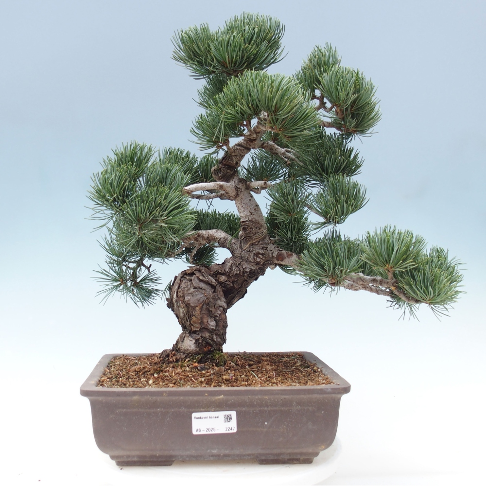 Outdoor bonsai - Pinus parviflora - Mała sosna