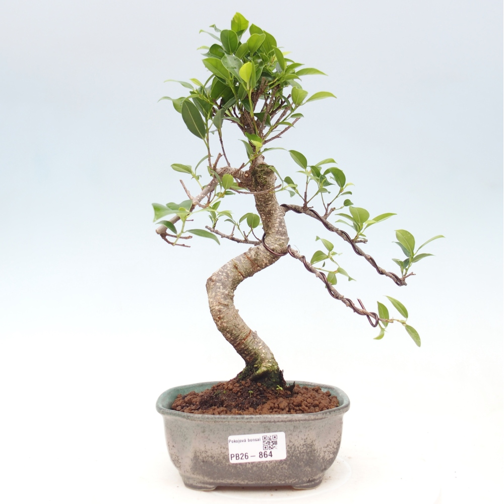 Pokój bonsai - Ficus retusa - figowiec drobnolistny