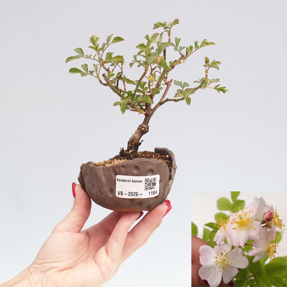 Outdoor bonsai - Rosa sp. - róża drobnokwiatowa