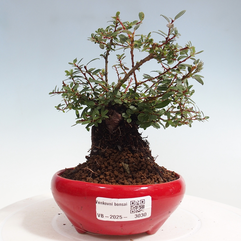 Outdoor bonsai - Salix - Wierzba