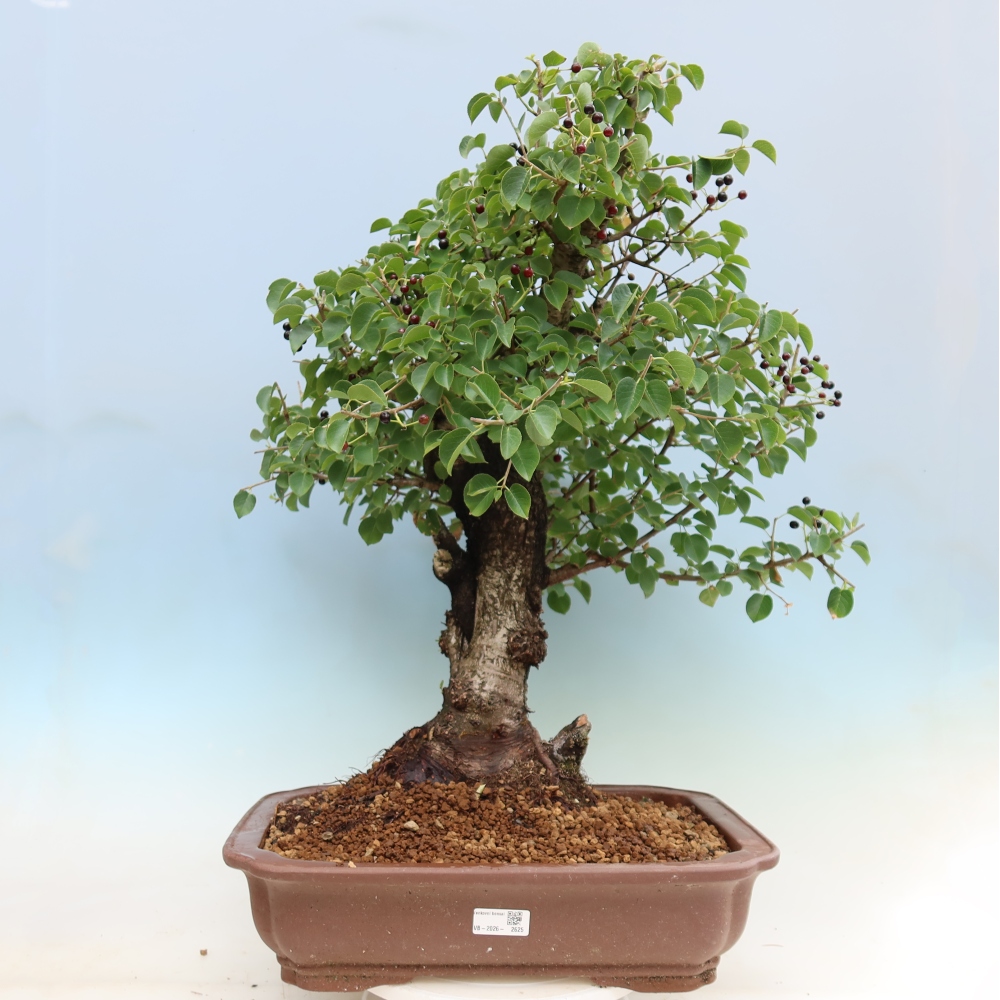 Bonsai ogrodowe – Mahalebka – Prunus mahaleb