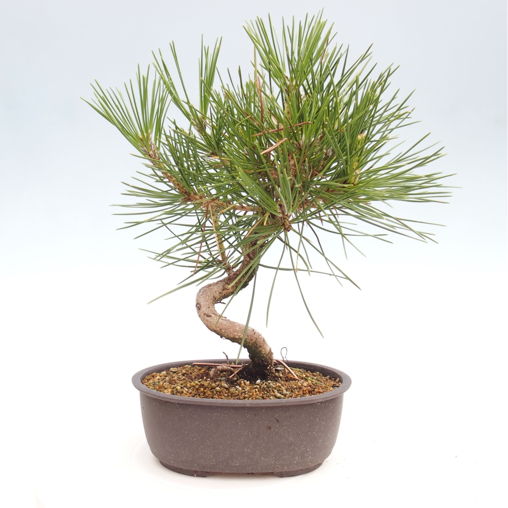 Bonsai ogrodowe - Pinus thunbergii - Sosna Thunbergia