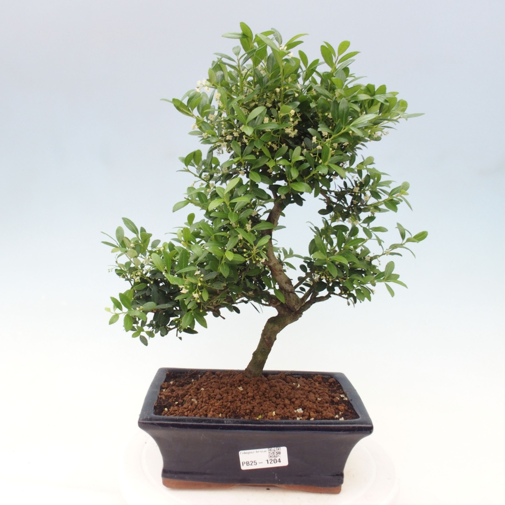 Kryty bonsai - Ilex crenata - Holly