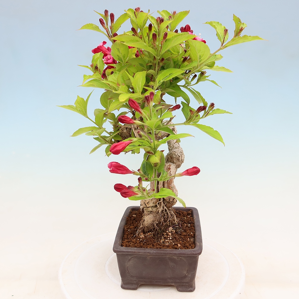 Bonsai ogrodowe – Weigela subsessilis – Weigela koreańska