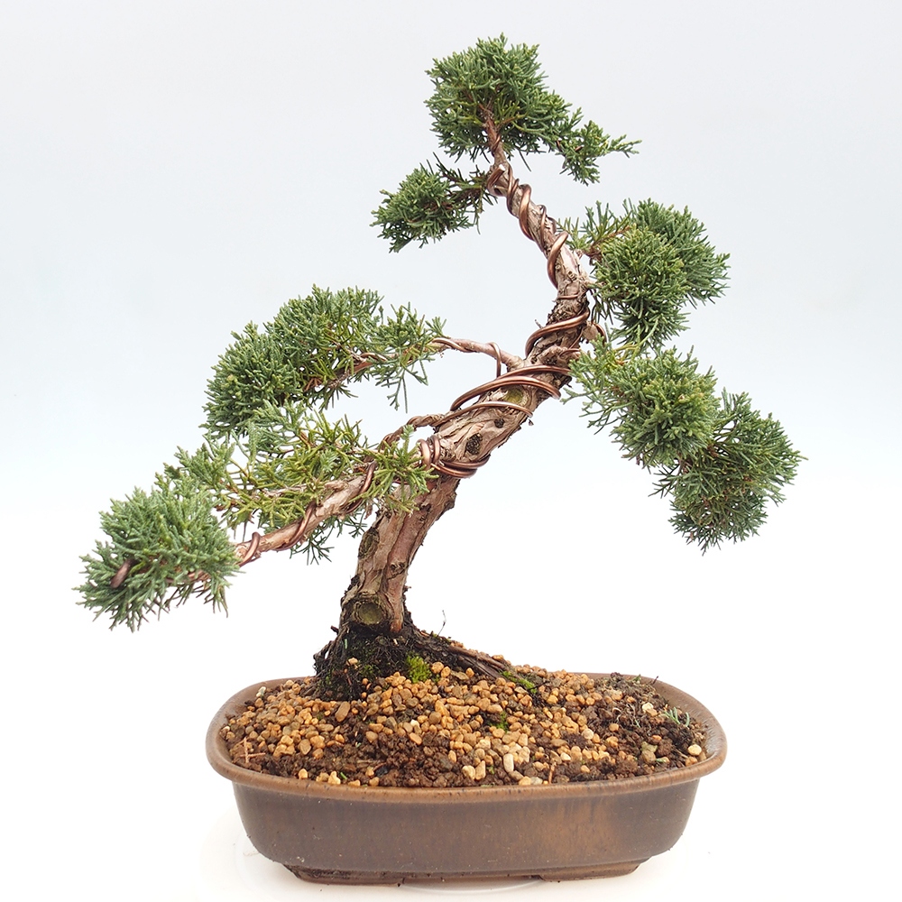 Outdoor bonsai - Juniperus chinensis Kishu - chiński jałowiec