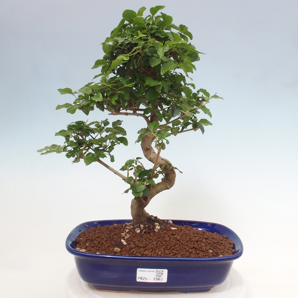 Pokój bonsai -Ligustrum chinensis - Ptasie oko