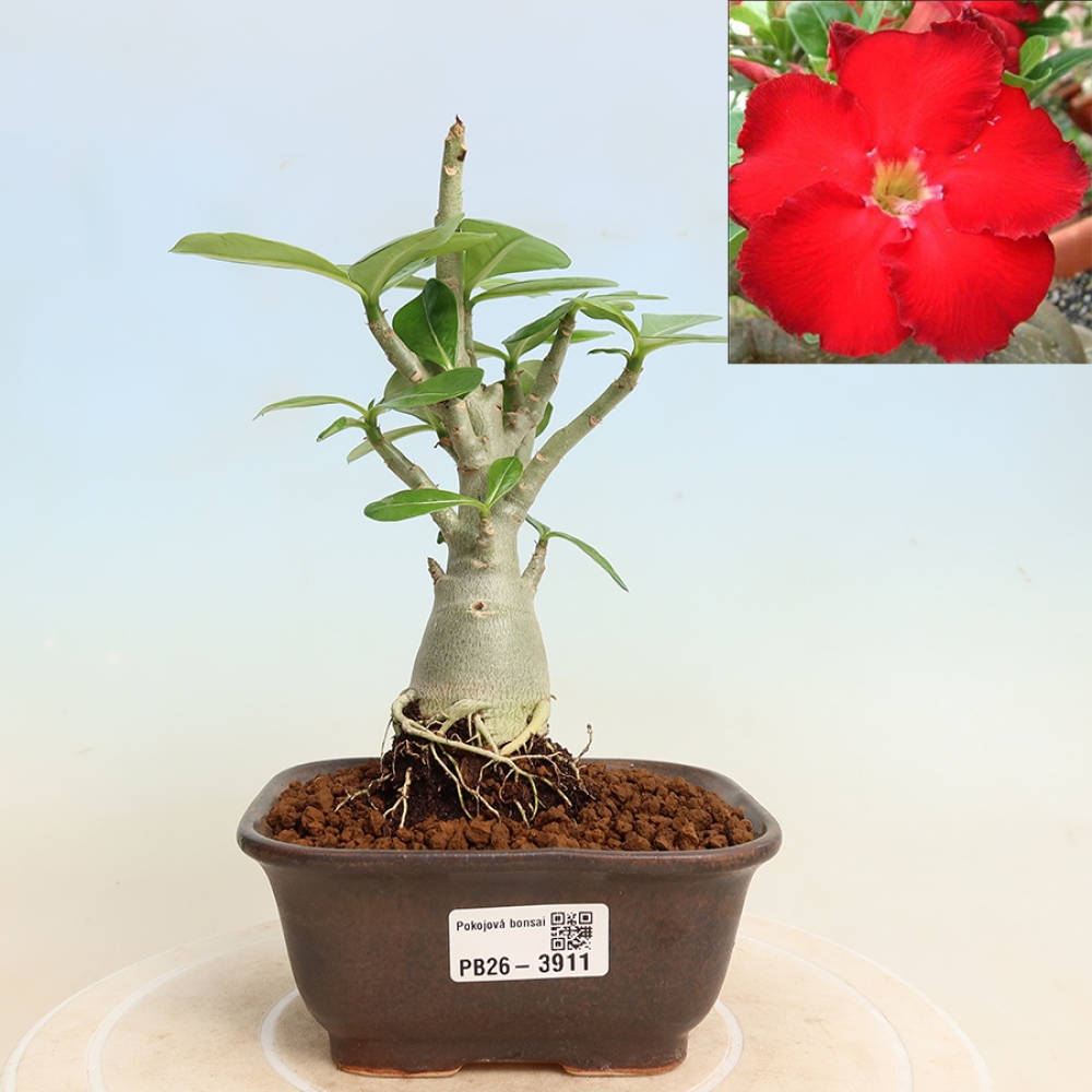 Bonsai pokojowe – Adenium obesum Red Star – Róża pustynna