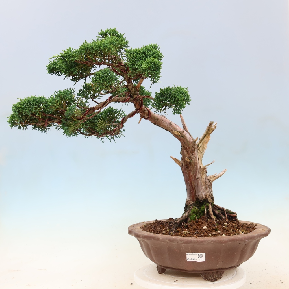 Outdoor bonsai - Juniperus chinensis Kishu