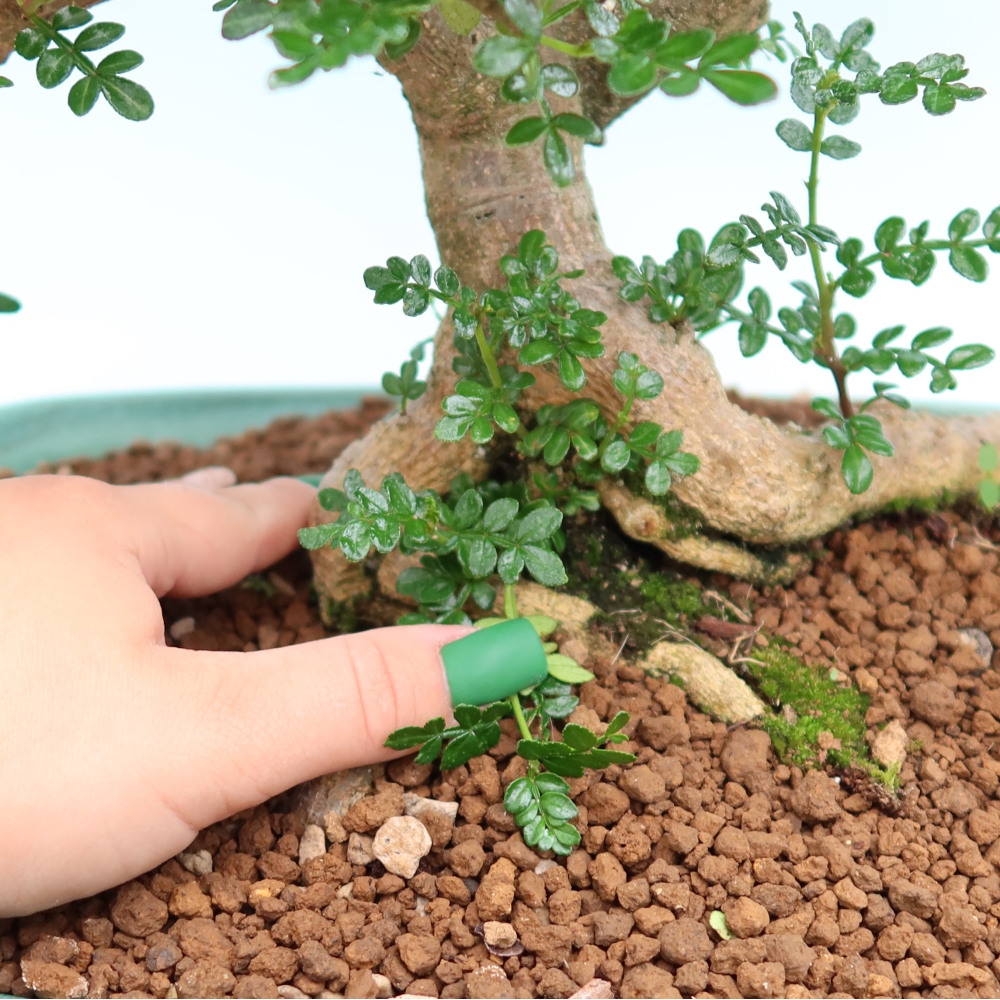 Pokój bonsai - Zantoxylum piperitum - drzewo pieprzowe