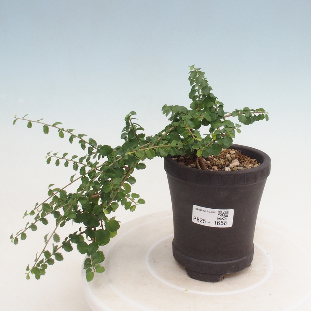 Bonsai wewnętrzne - Grewia sp. - Grewie drobnolistne