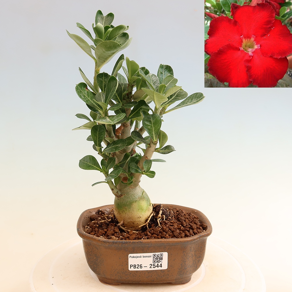 Bonsai pokojowe – Adenium obesum Red Star – Róża pustynna