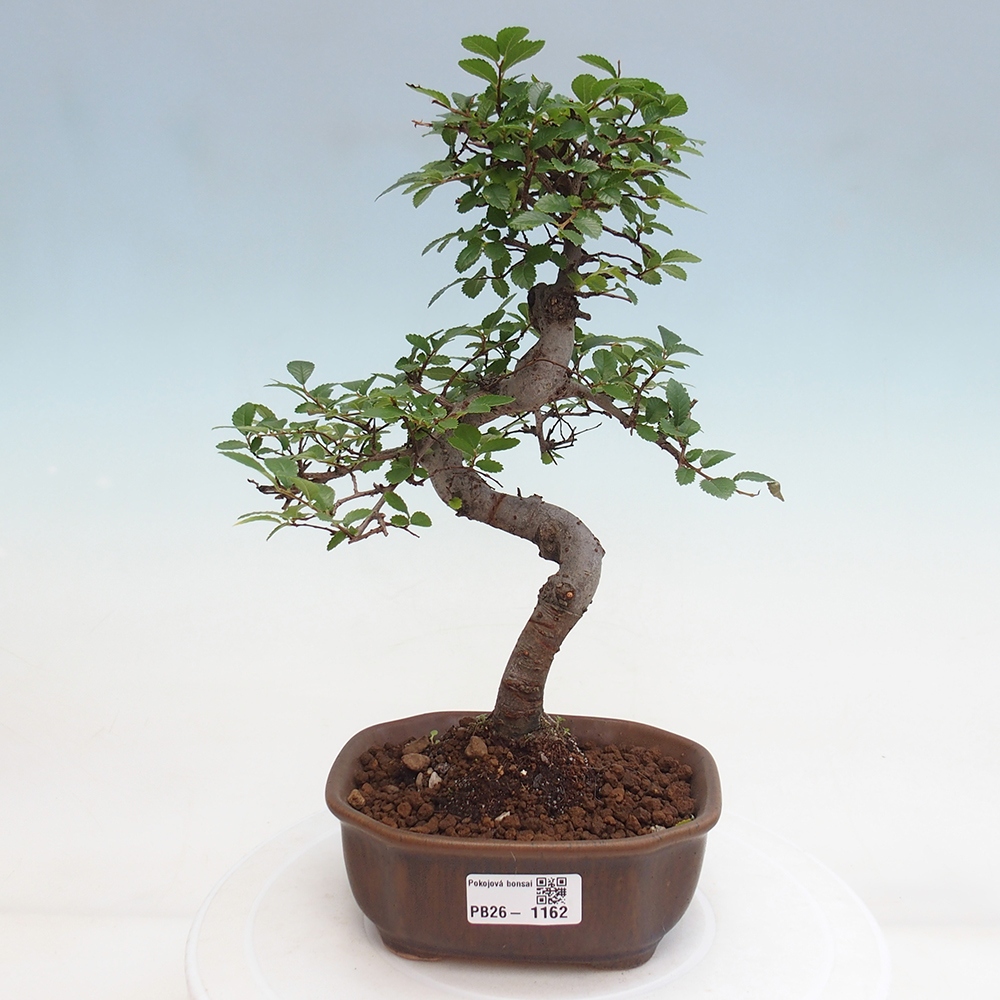 Pokój bonsai - Ulmus parvifolia - Wiąz drobnolistny