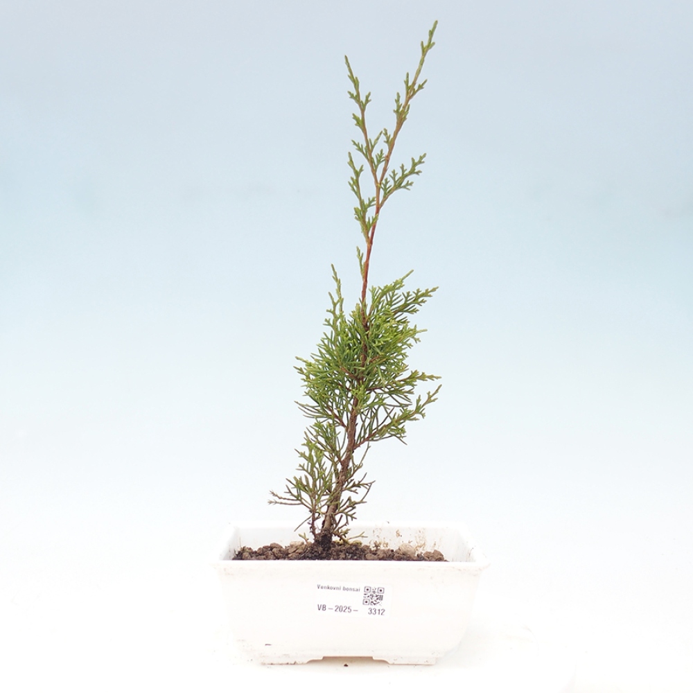 Outdoor bonsai - Juniperus chinensis Itoigawa - Jałowiec chiński