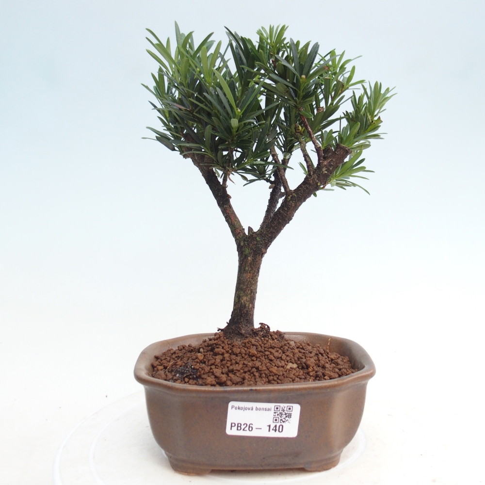 Pokój bonsai - Podocarpus - Kamienny cis