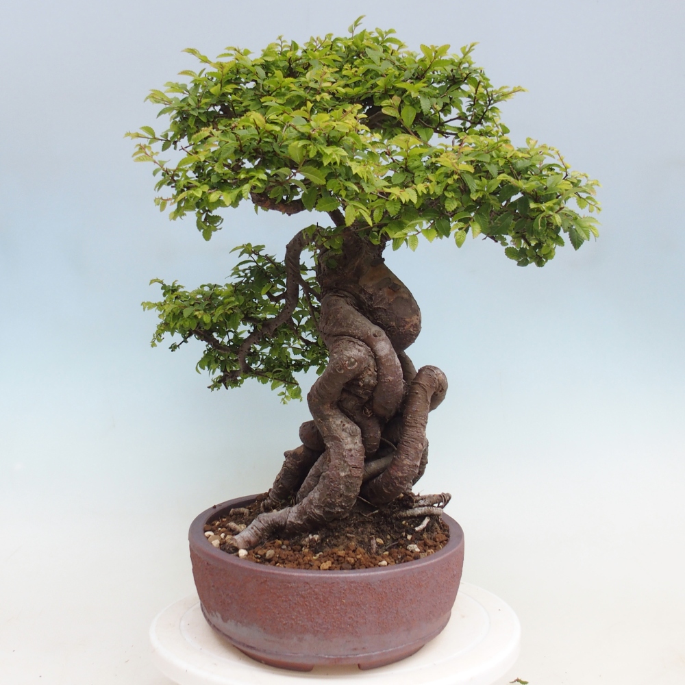 Outdoor bonsai - Ulmus parvifolia Hokkaido - wiąz chiński