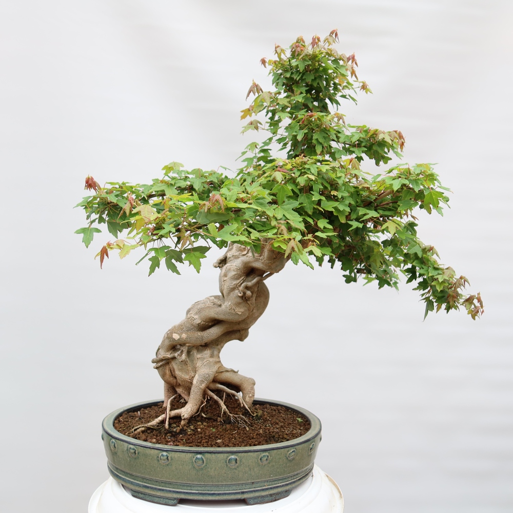 Outdoor bonsai - Klon burgeryjski - Acer burgerianum