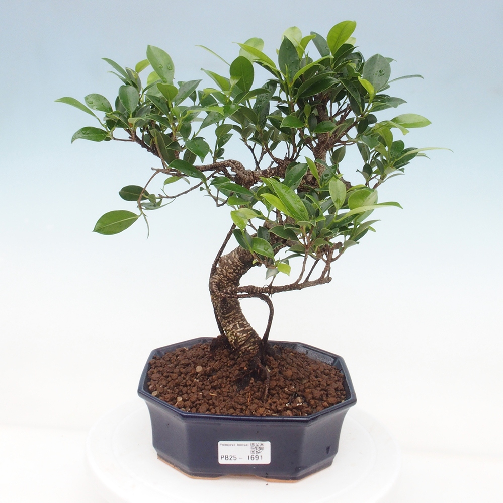 Kryty bonsai - Ficus retusa - figowiec drobnolistny