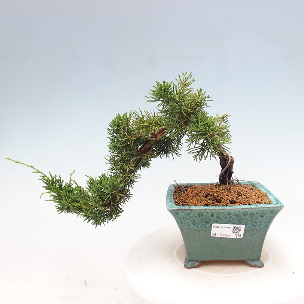 Bonsai zewnętrzne - Juniperus chinensis Kishu - Jałowiec chiński