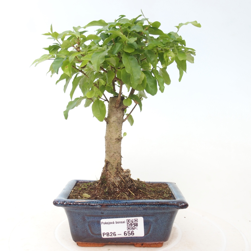 Pokój bonsai - Ligustrum chinensis - Dziób ptaka