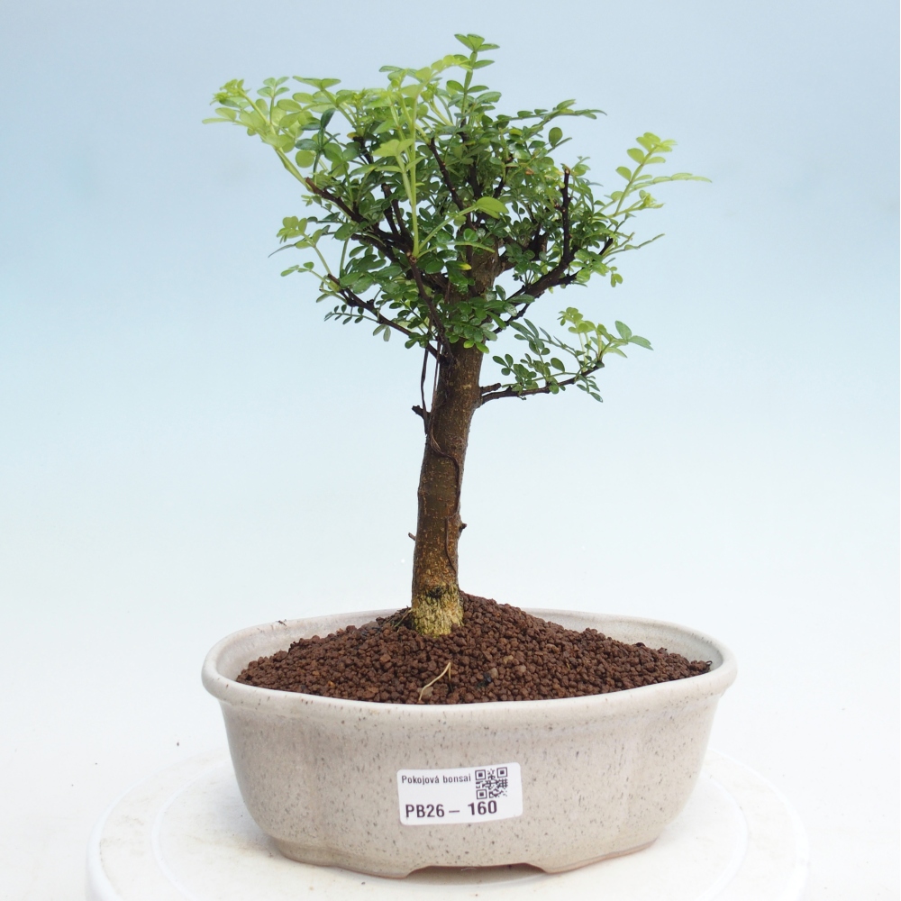 Kryty bonsai - Zantoxylum piperitum - Drzewo pieprzowe