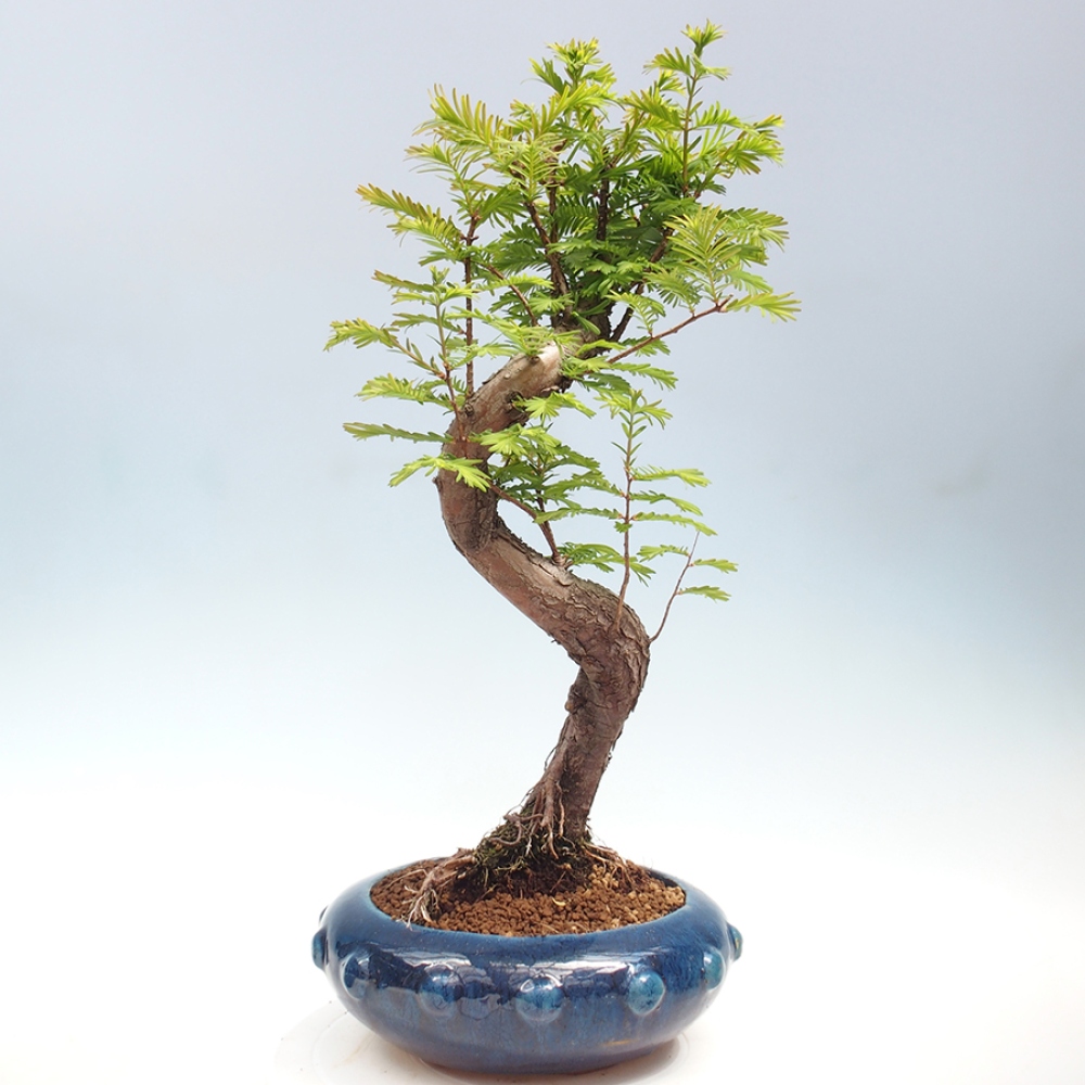 Outdoor bonsai - Metasequoia glyptostroboides - chińskie metasekvoje