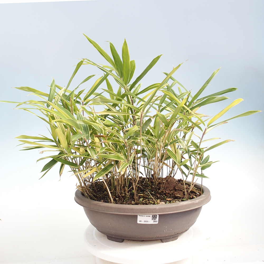 Bonsai zewnętrzne - Sasaella masamuneana Albostriata - Bambus