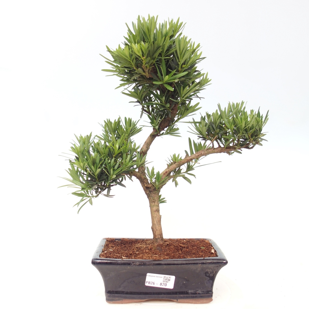 Pokój bonsai - Podocarpus - Kamienny cis