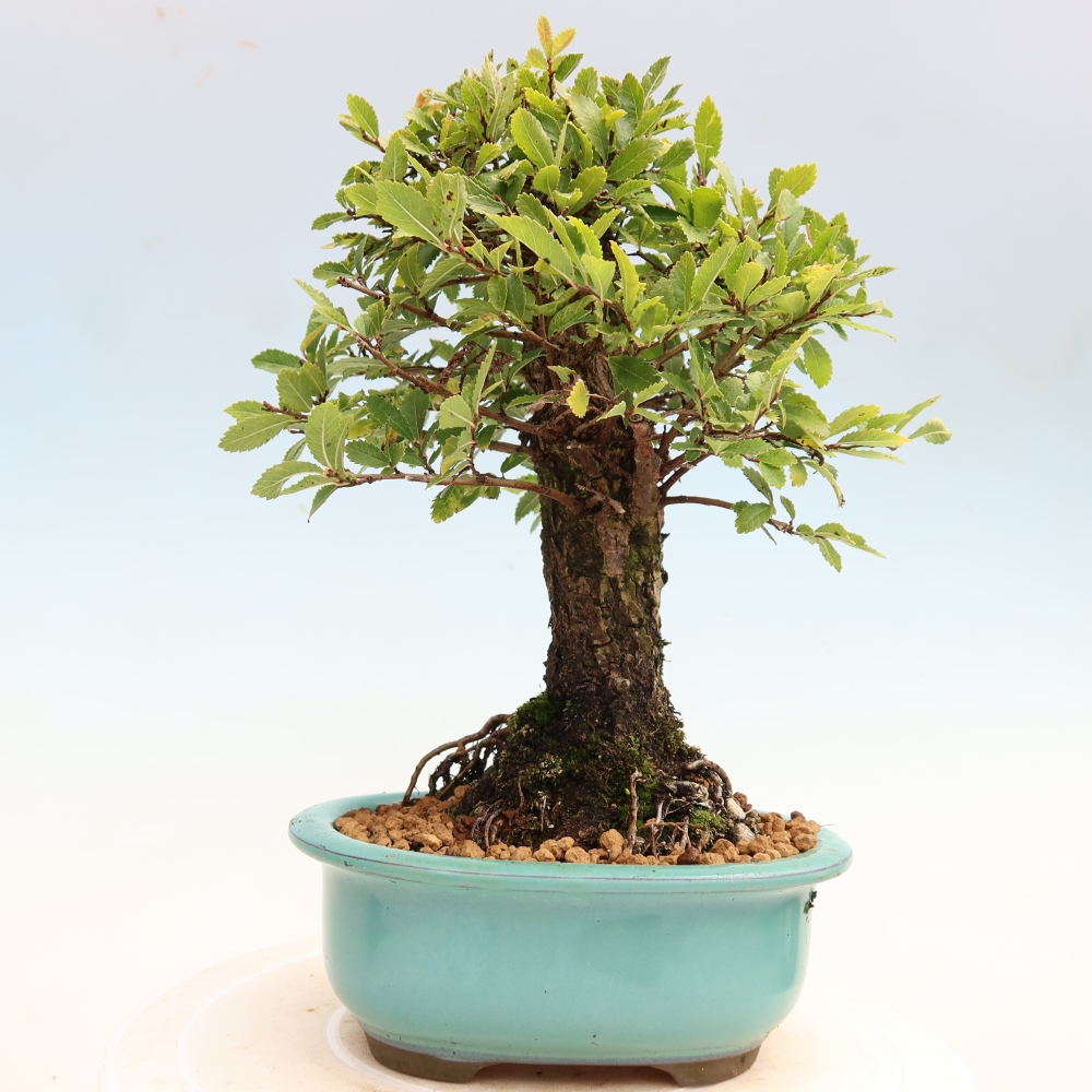 Bonsai zewnętrzne - Zelkova - Zelkova NIRE