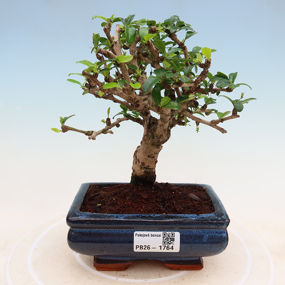 Bonsai pokojowe - Carmona macrophylla - Tea fuki