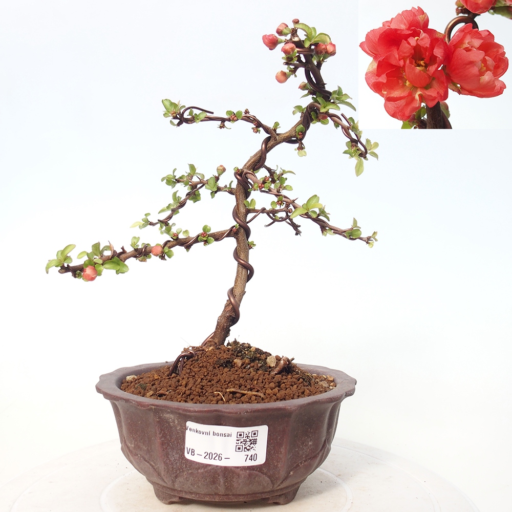 Outdoor bonsai - Chaneomeles s. Red Joy - Pigwa