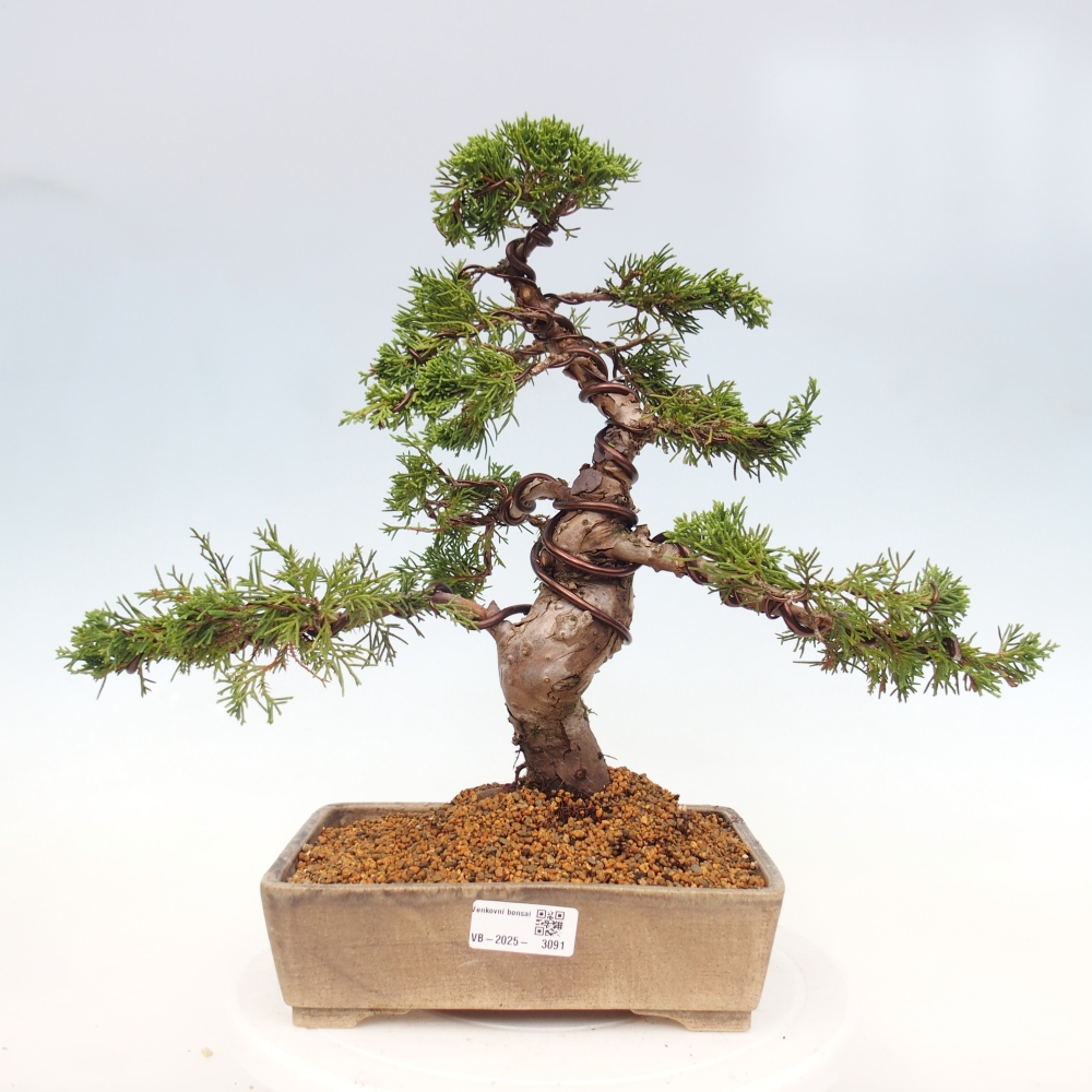 Outdoor bonsai - Juniperus chinensis Itoigawa - Jałowiec chiński