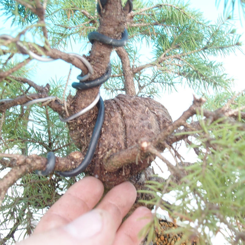 Outdoor bonsai - Świerk pospolity - Picea glauca globe