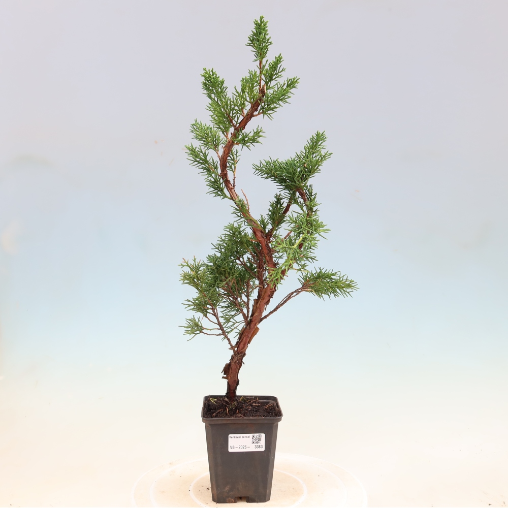 Outdoor bonsai - Juniperus chinensis Kishu