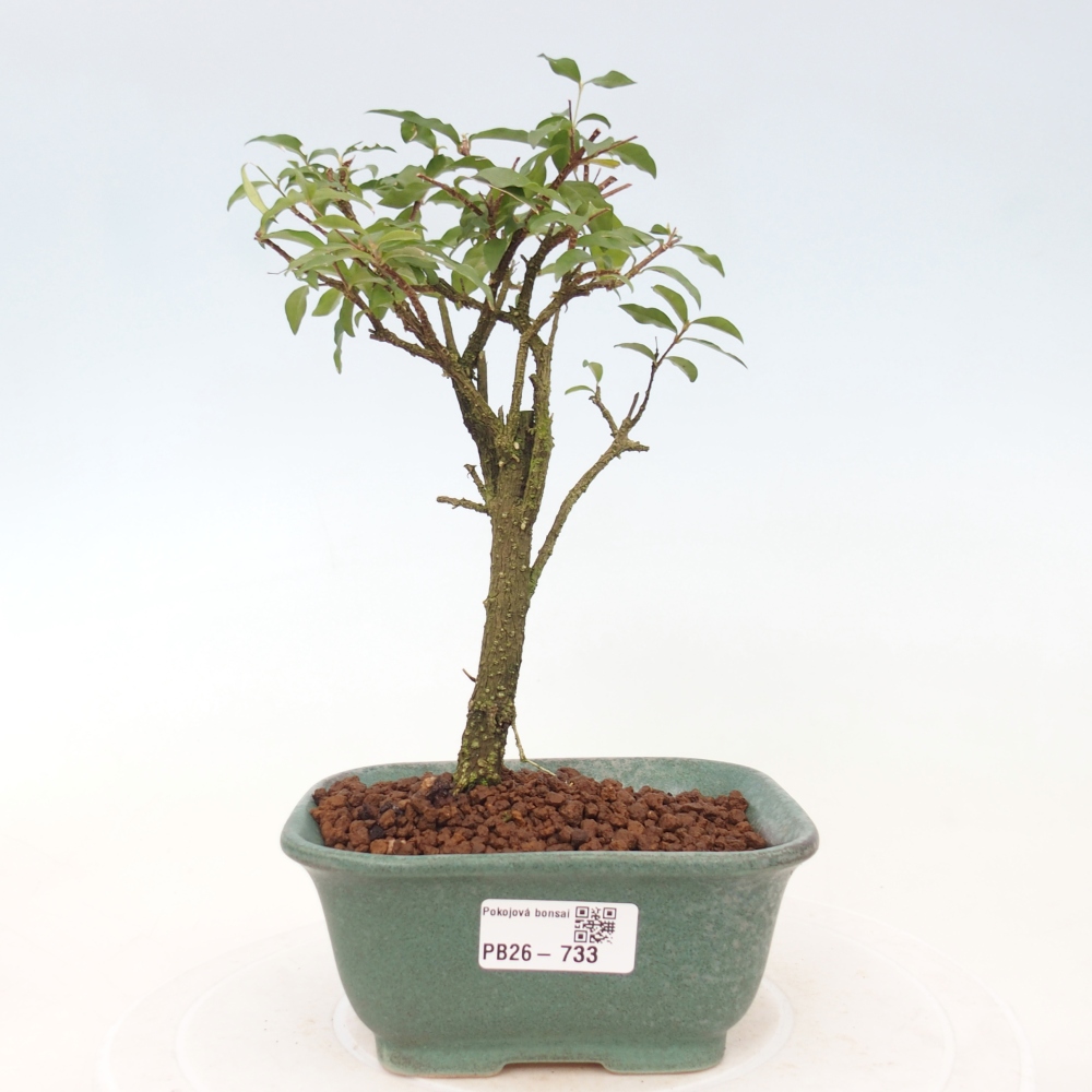 Bonsai pokojowe - Malpighia coccigera - Wiśnia Barbdorska