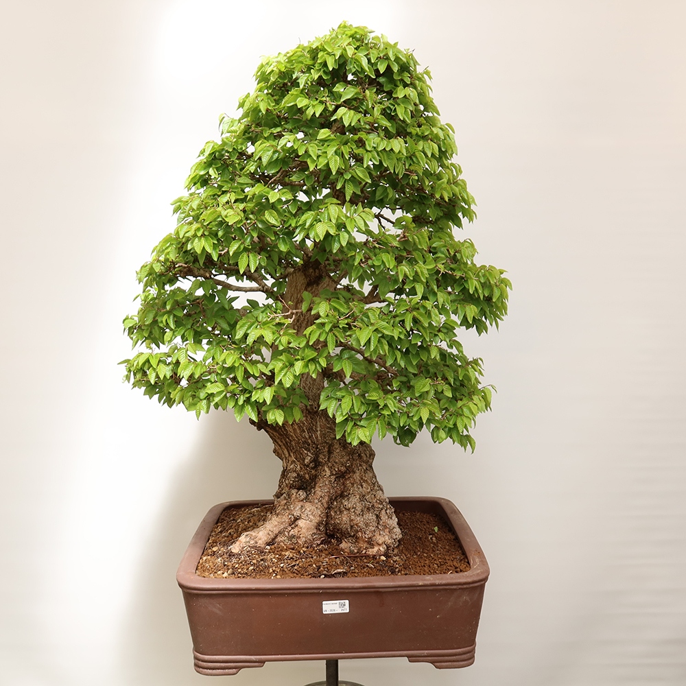 Bonsai plenerowe - Carpinus Coreana - grab koreański