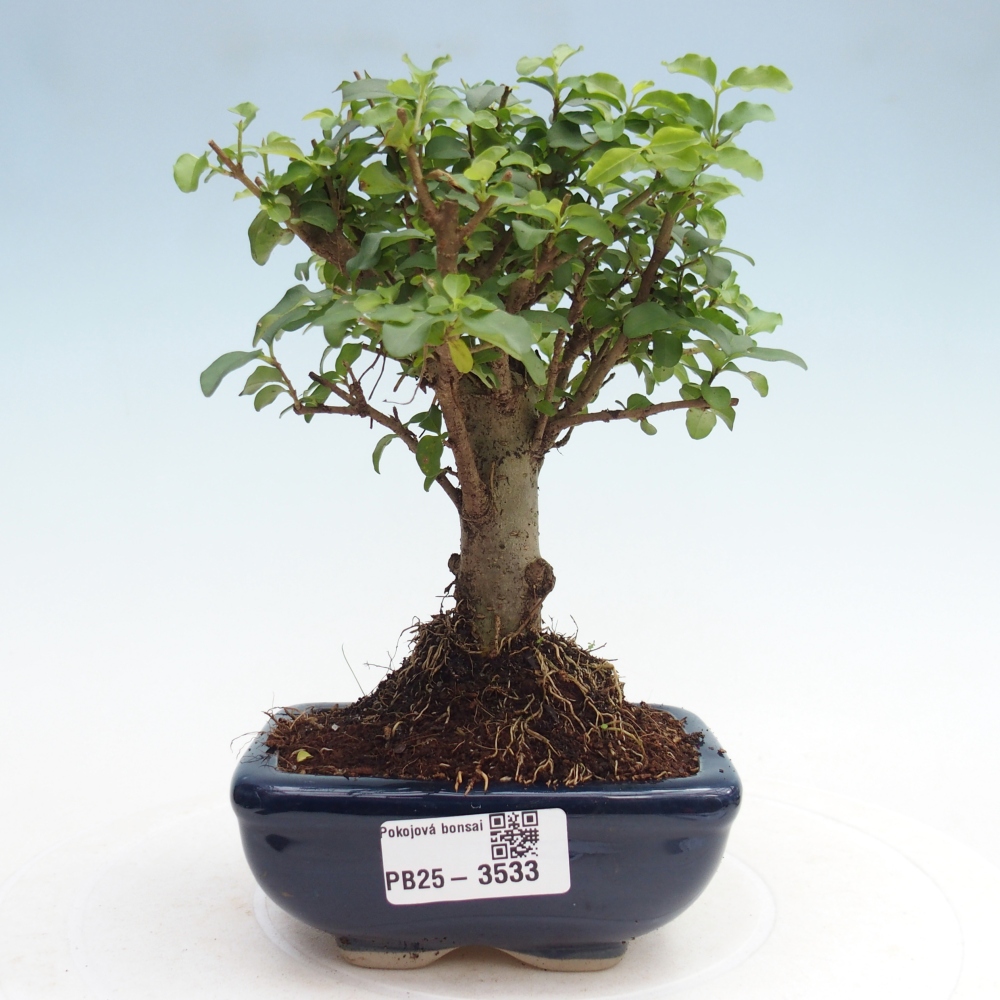 Pokój bonsai - Ligustrum chinensis - Dziób ptaka