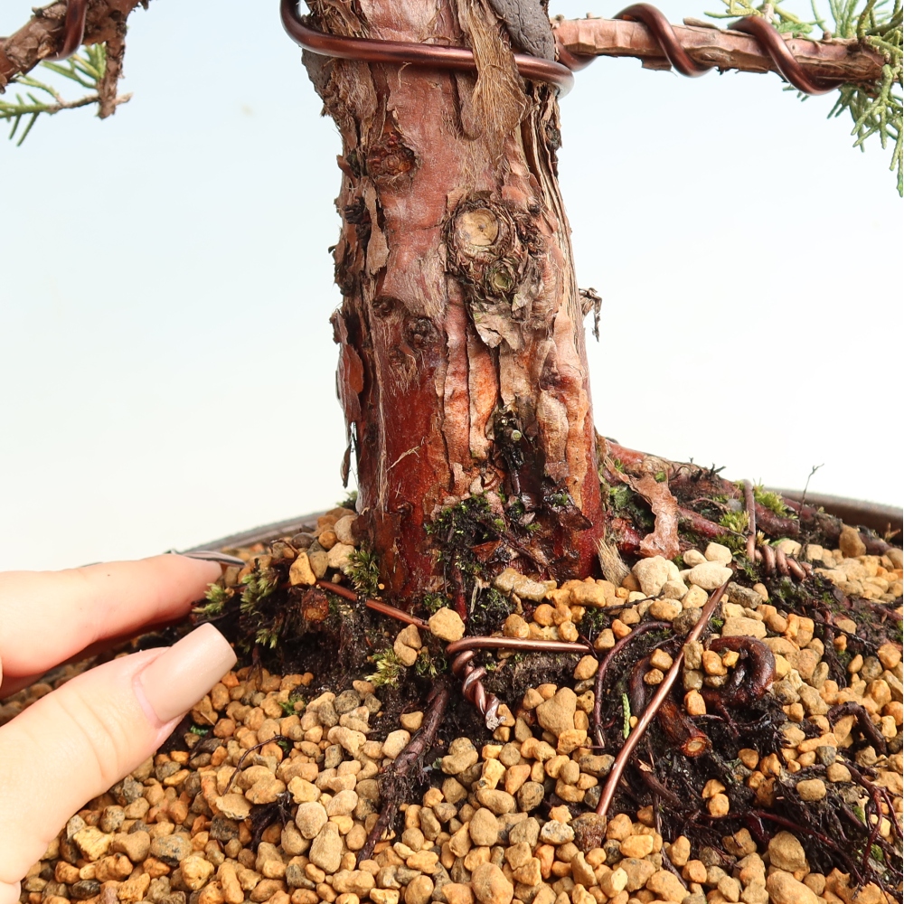 Outdoor bonsai - Juniperus chinensis Kishu