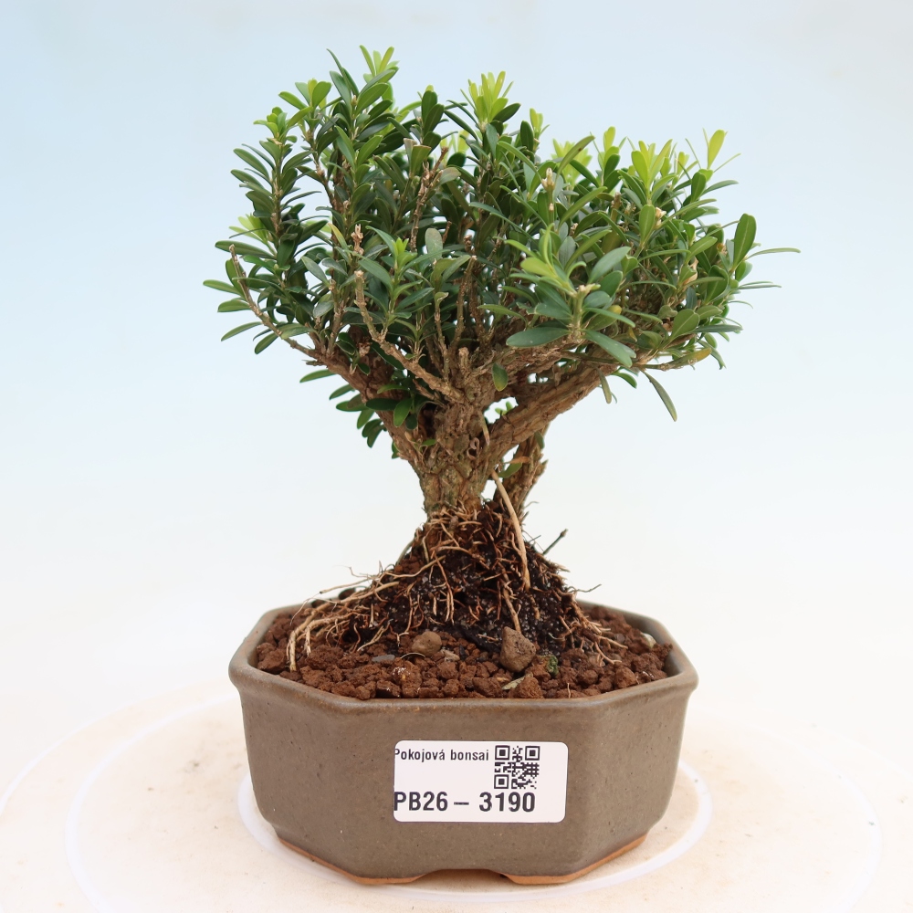 Pokój bonsai - Buxus harlandii - buxus korkowy
