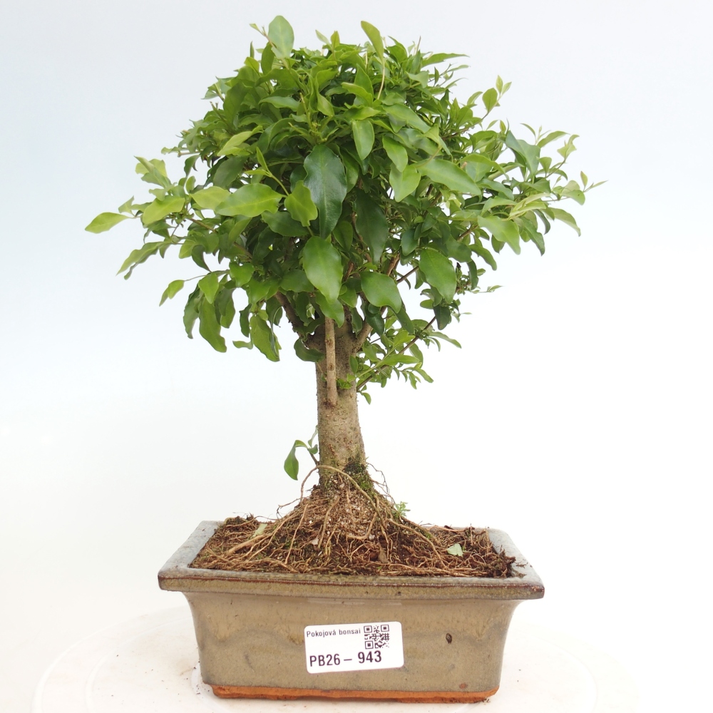 Pokój bonsai - Ligustrum chinensis - Dziób ptaka