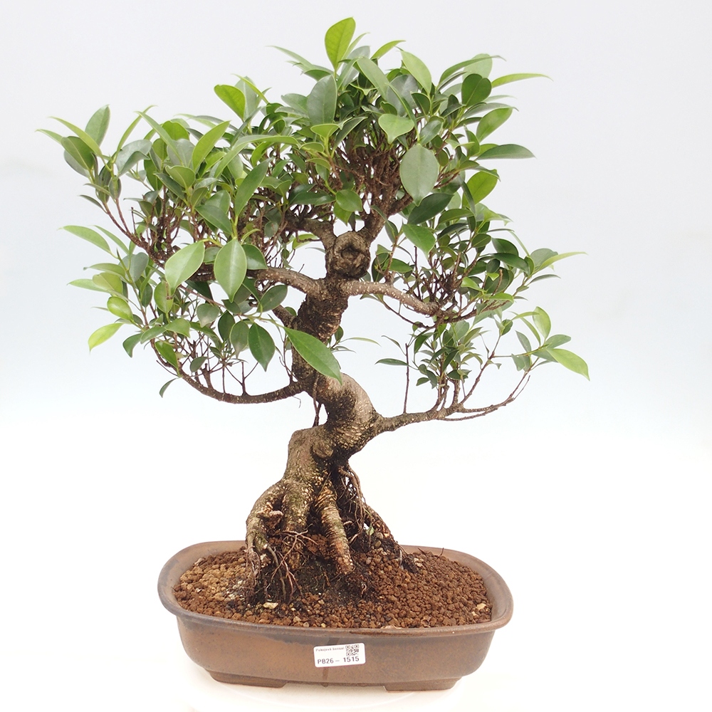 Pokój bonsai - Ficus kimmen - figowiec drobnolistny