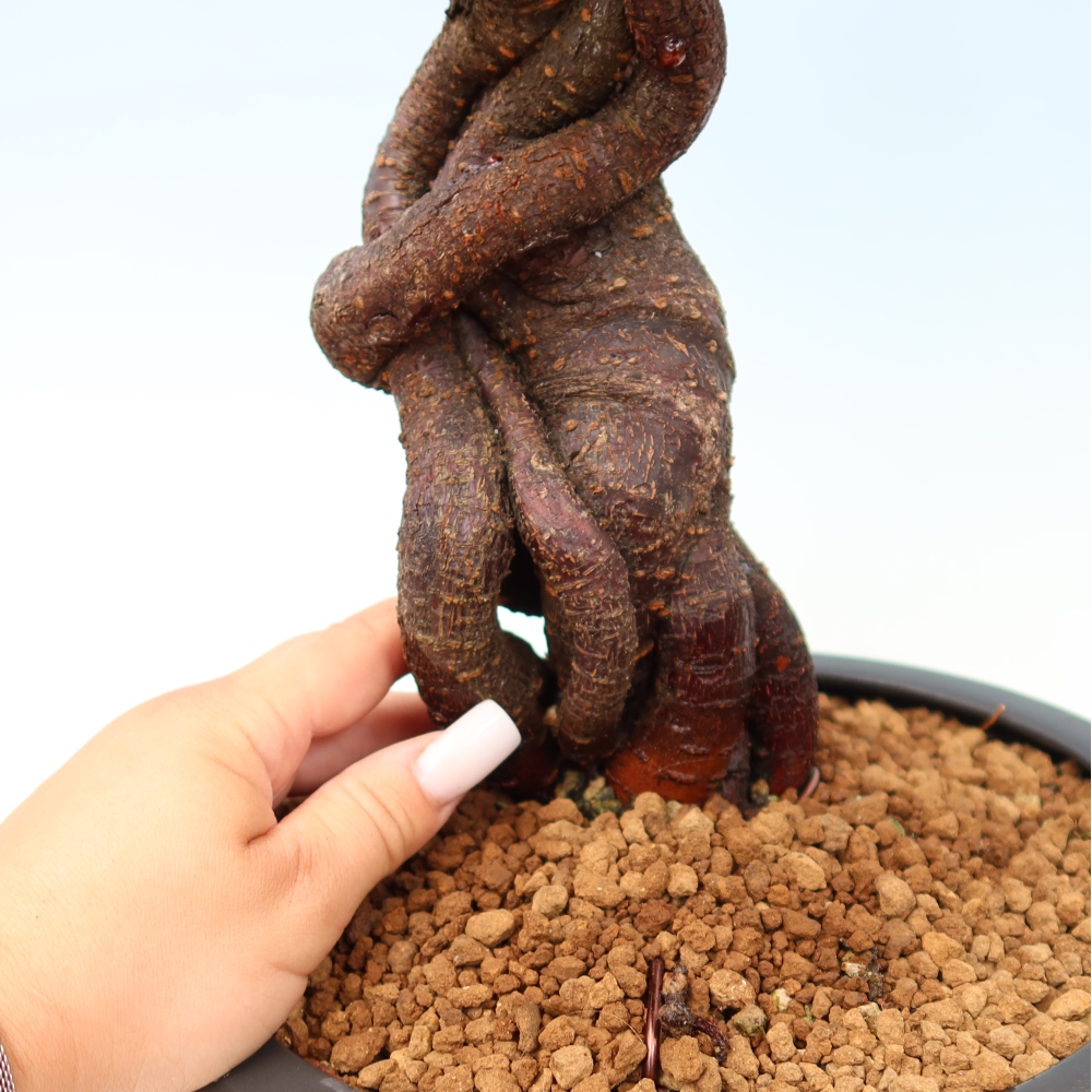 Bonsai ogrodowe – japońska śliwka – Prunus Mume