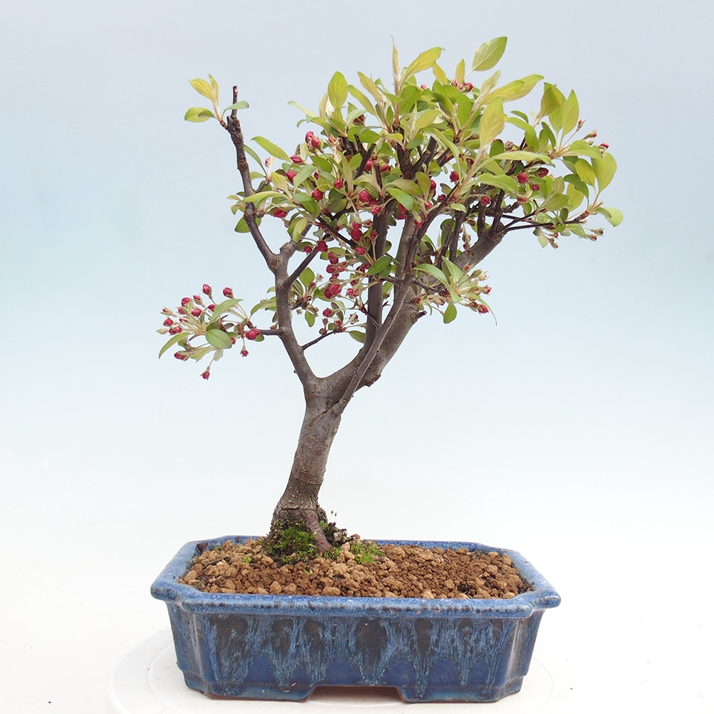 Outdoor bonsai - Malus domestica - Jabłoń czerwonolistna o małych owocach