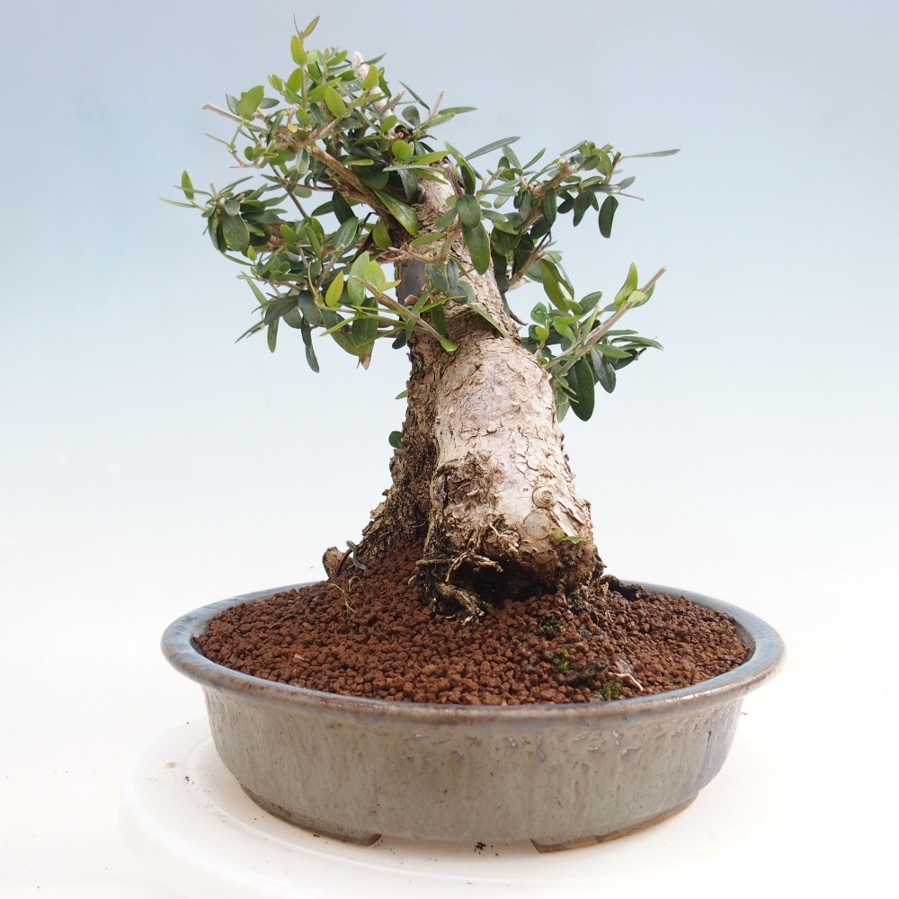 Kryte bonsai - Olea europaea sylvestris - Europejska oliwa z małych liści