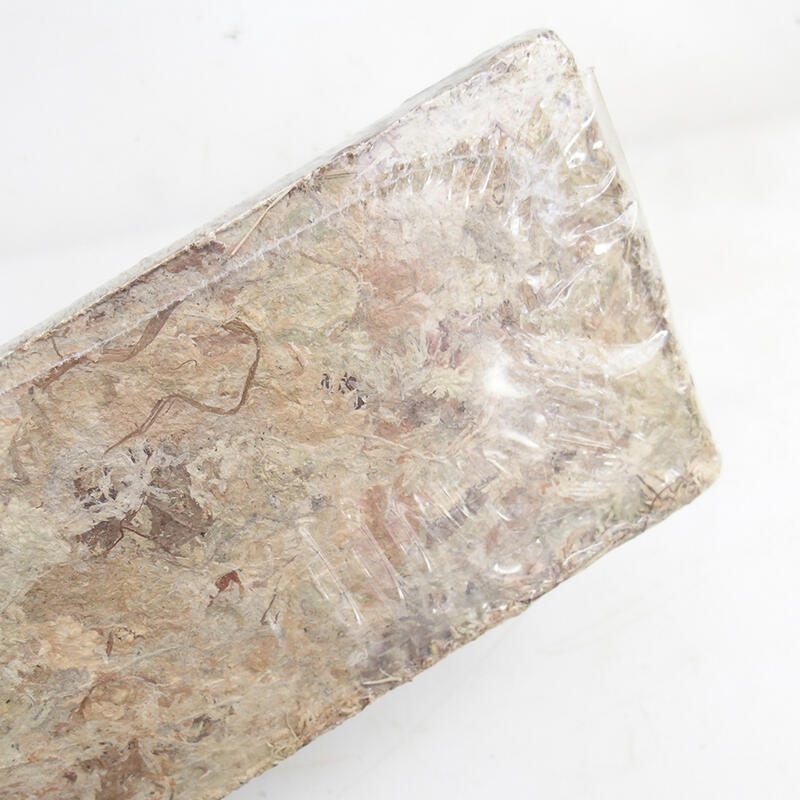 Sphagnum - mech torfowiec 50 gr