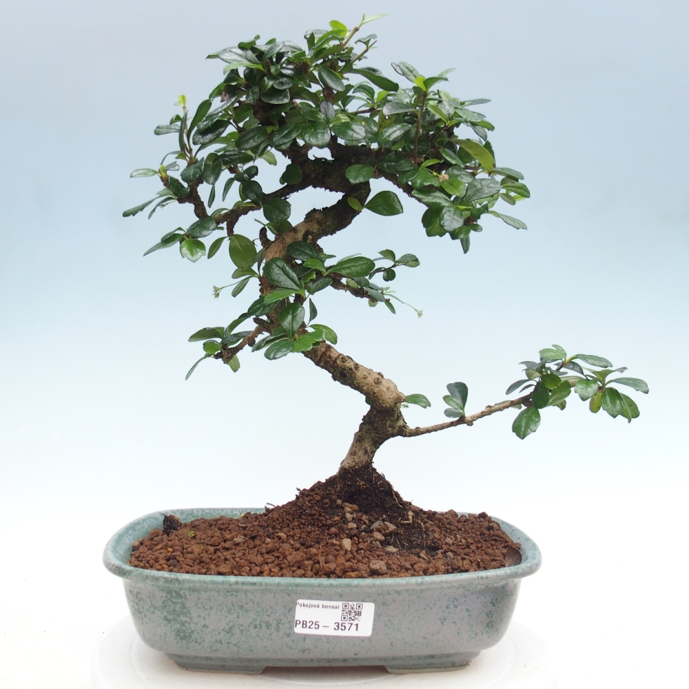 Bonsai pokojowe - Carmona macrophylla - Tea fuki