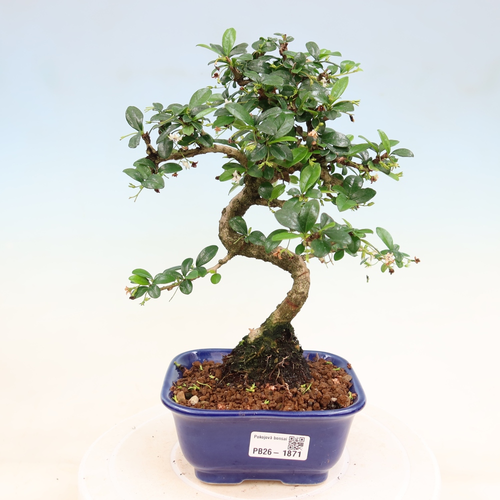 Bonsai pokojowe - Carmona macrophylla - Tea fuki